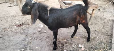 desi bakra 4 month