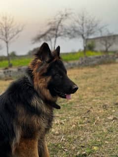 german shepherd