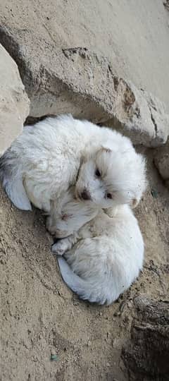 Russian puppies