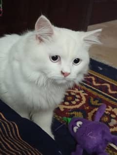 Persian cat pair for sale with 2 babies white and brown color