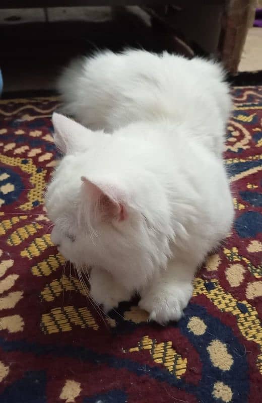 Persian cat pair for sale with 2 babies white and brown color 1