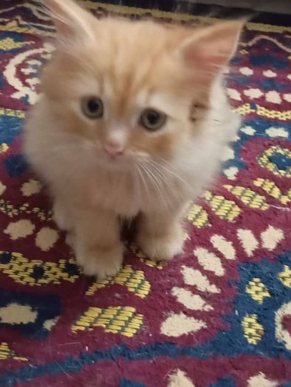 Persian cat pair for sale with 2 babies white and brown color 2