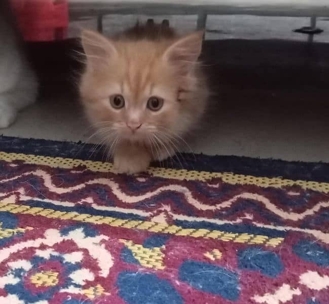 Persian cat pair for sale with 2 babies white and brown color 3