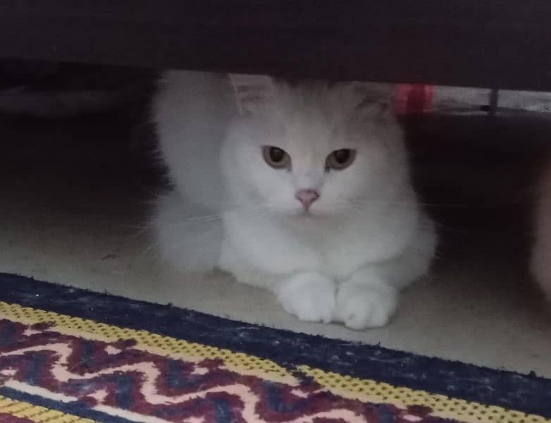 Persian cat pair for sale with 2 babies white and brown color 4