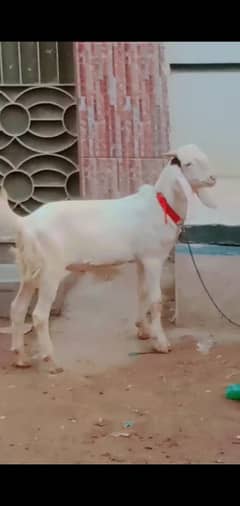 Gulabi khasi Desi Bakra