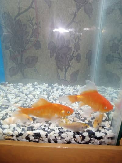 aquarium and golad fish and air pump available han House shafting