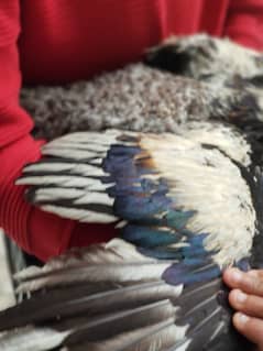 Pakistani aseel. male breeder