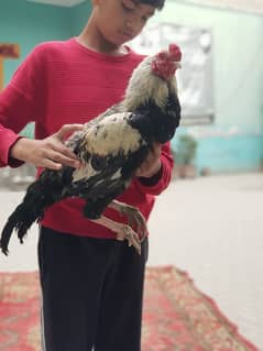 Pakistani aseel. male breeder