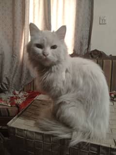 Persian cat looking for new home