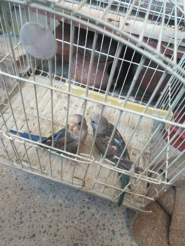 blue blackwing budgies adult pair 2