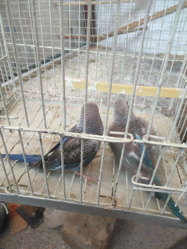 blue blackwing budgies adult pair 3