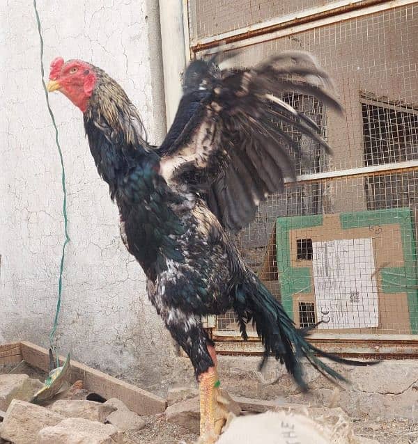 German O Shamo male available for sale 2