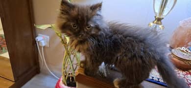 persian kitten cat cute