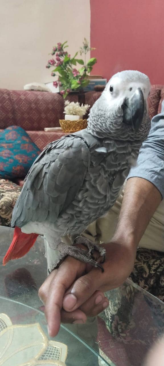 Grey Parrots Handtam 0