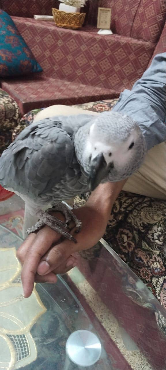 Grey Parrots Handtam 1