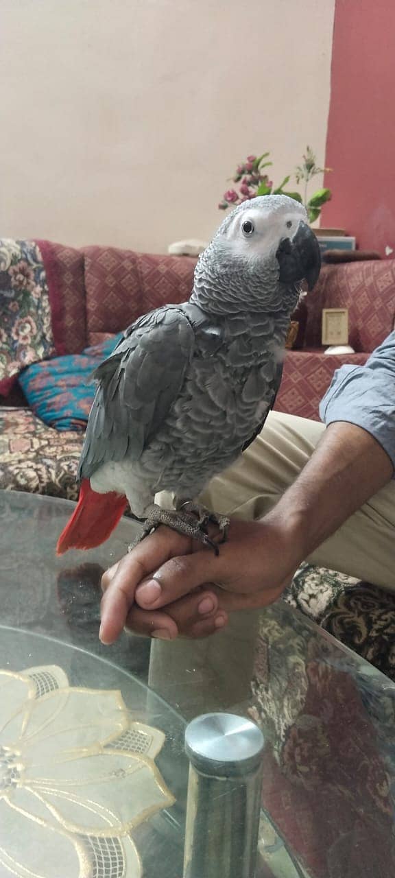 Grey Parrots Handtam 3