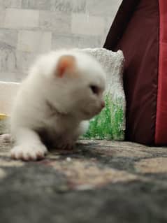 White Persian kitten | persian cat babies | Kittens For SALE