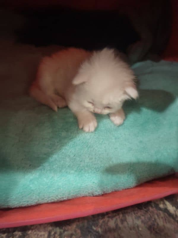 White Persian kitten | persian cat babies | Kittens For SALE 2