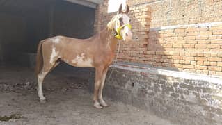 Desi Kabutra beautiful horse forsle