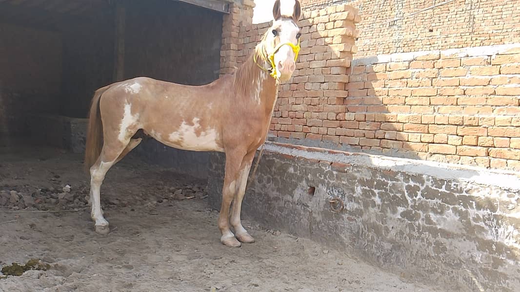 Desi Kabutra beautiful horse forsle 1