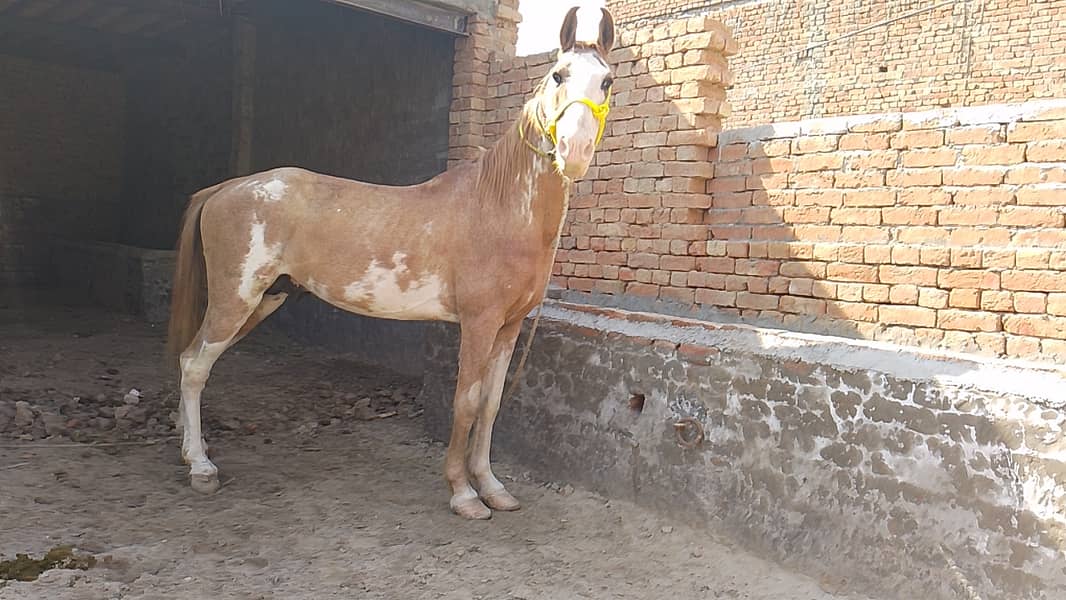 Desi Kabutra beautiful horse forsle 2