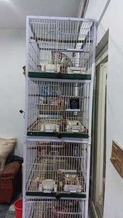 4 pair breeder love birds and one cage 5 portion