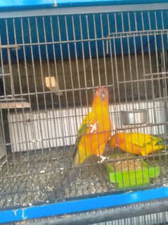 Sun conure