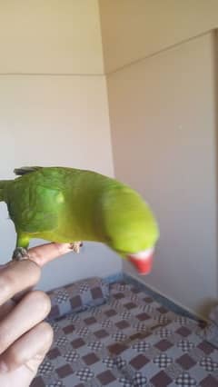 Parrot