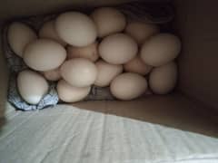 Aseel Eggs for sale