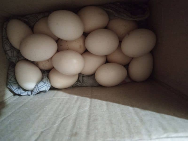 Aseel Eggs for sale 0