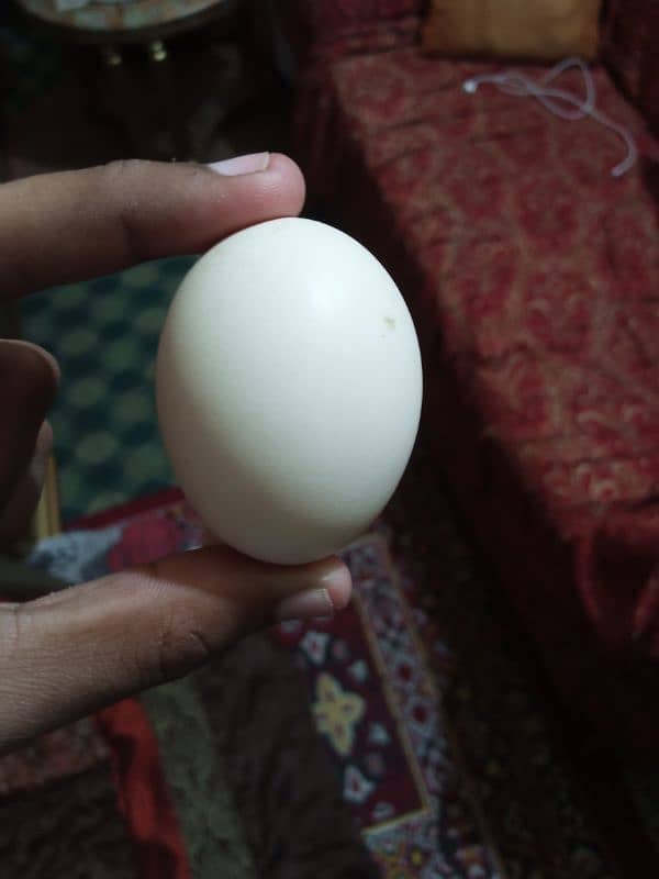 Aseel Eggs for sale 1