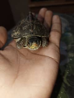 turtle