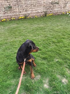 rottweiler female pedigree