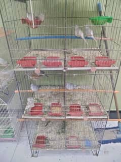 6 portion cage for sale with 5 pair doves