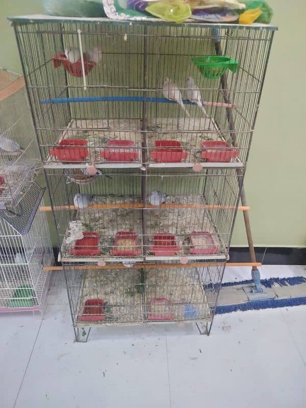 6 portion cage for sale with 5 pair doves 2