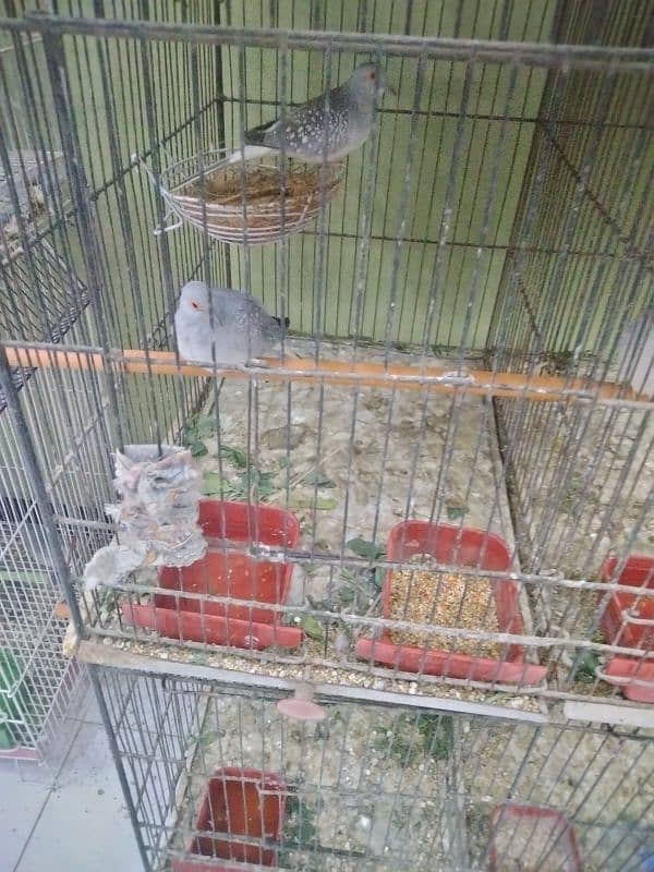 6 portion cage for sale with 5 pair doves 3