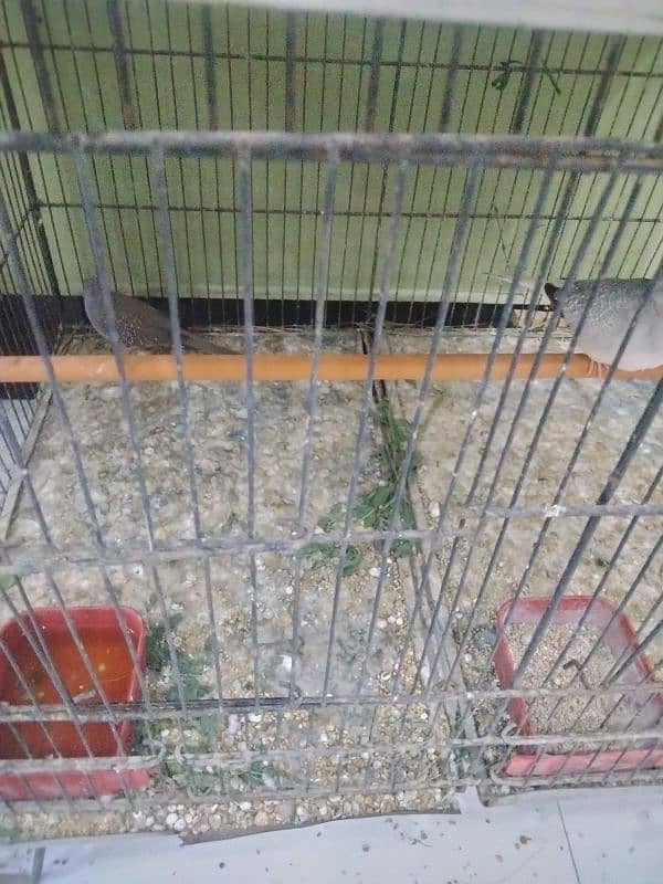 6 portion cage for sale with 5 pair doves 4