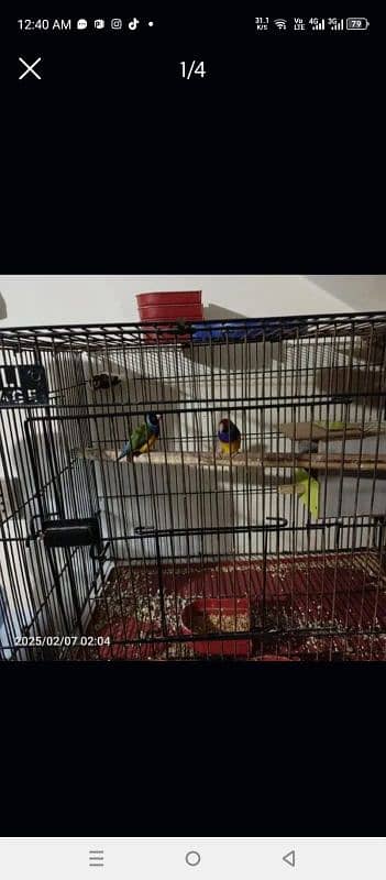 1 golden finch pair and 1 golden male 3banglesh for sale with 3cages