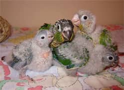 RED factor YELLOW sided conure chicks