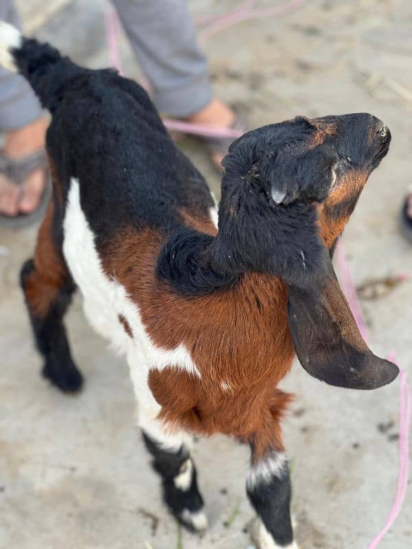 bakra 5