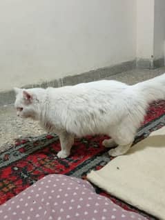 Persian cat