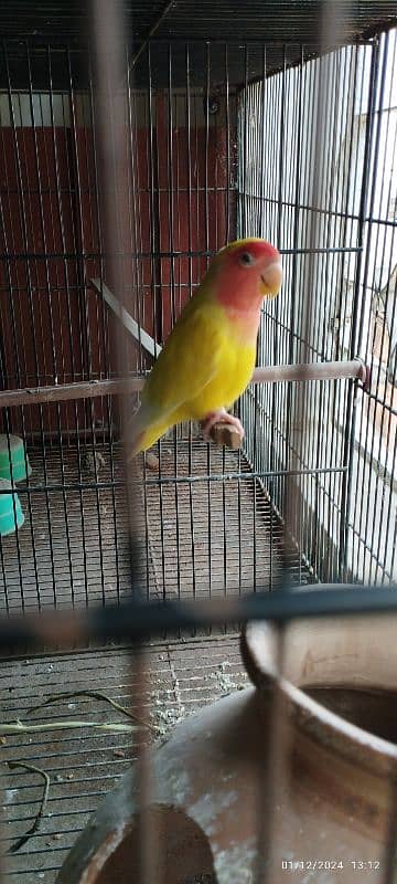 albino black eye split red 0