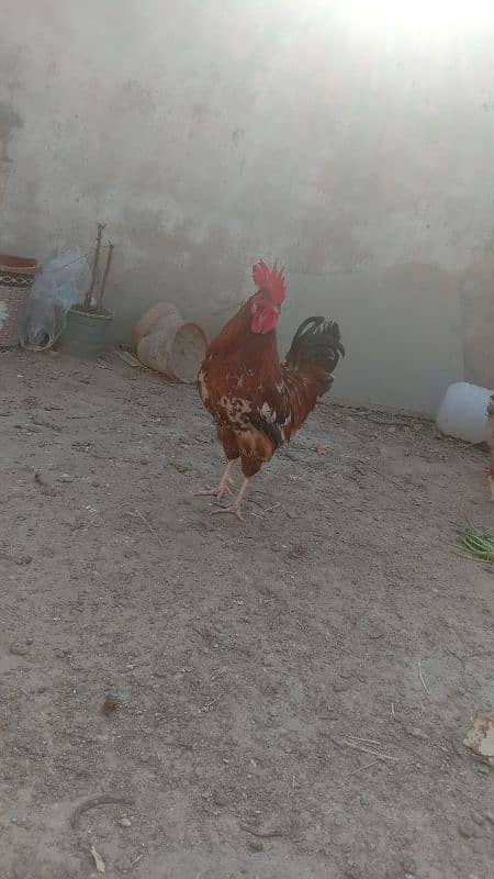 egg laying hens for sale 1