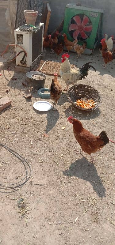 egg laying hens for sale 2