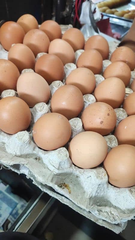 egg laying hens for sale 3