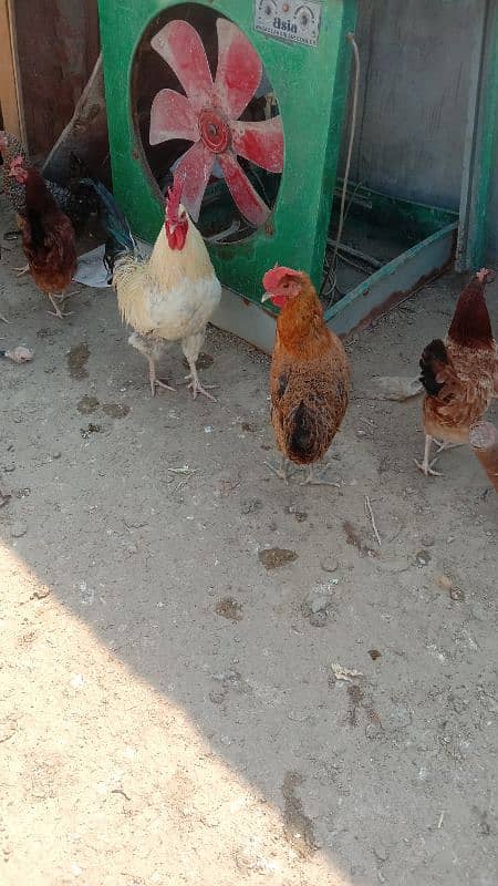 egg laying hens for sale 4