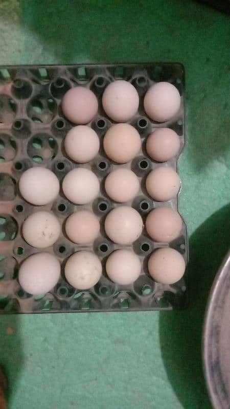 egg laying hens for sale 5