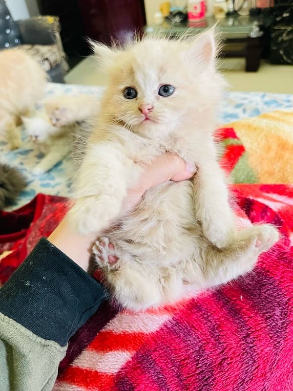 Persian kittens 13