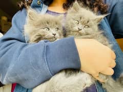 triple coated Persian kittens