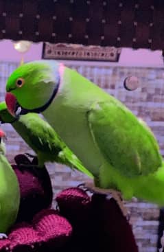 ringneck parrot for sale and exchange